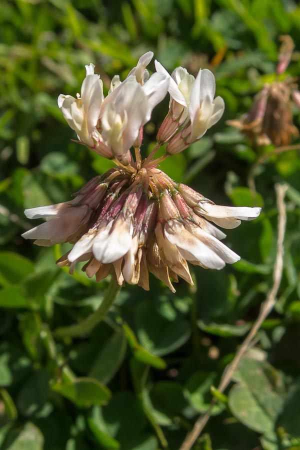 Trifolium pallescens / Trifoglio pallescente